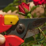 Rosa potata con cura, pronta per una fioritura rigogliosa e vibrante.