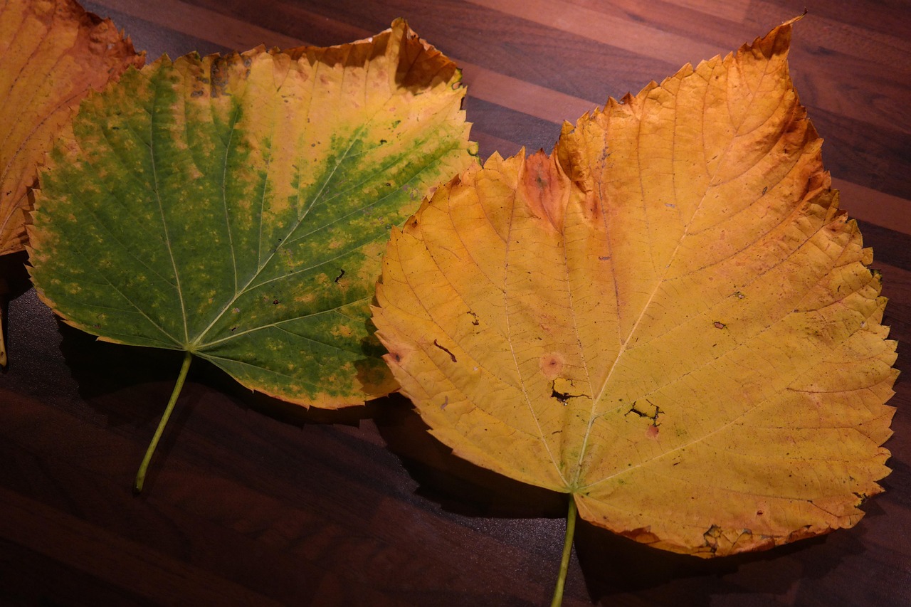 Piante con foglie ingiallite a confronto, evidenziando i rimedi rapidi per il recupero.