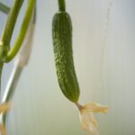 Cetrioli coltivati in verticale su una struttura di sostegno nel giardino.