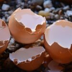 Gusci d'uovo sminuzzati in un vaso, pronti per essere utilizzati come fertilizzante naturale per le piante.