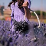 Innaffiatura errata della lavanda, con piante appassite e terreno inzuppato.