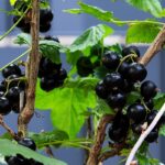 Piante da frutto nane in vaso su un balcone soleggiato, ideali per spazi ridotti.