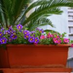 Piante da terrazzo che offrono ombra estiva, con foglie verdi rigogliose e fiori colorati.