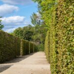 Siepe verde rigogliosa in un giardino, simbolo di crescita rapida ed economia.
