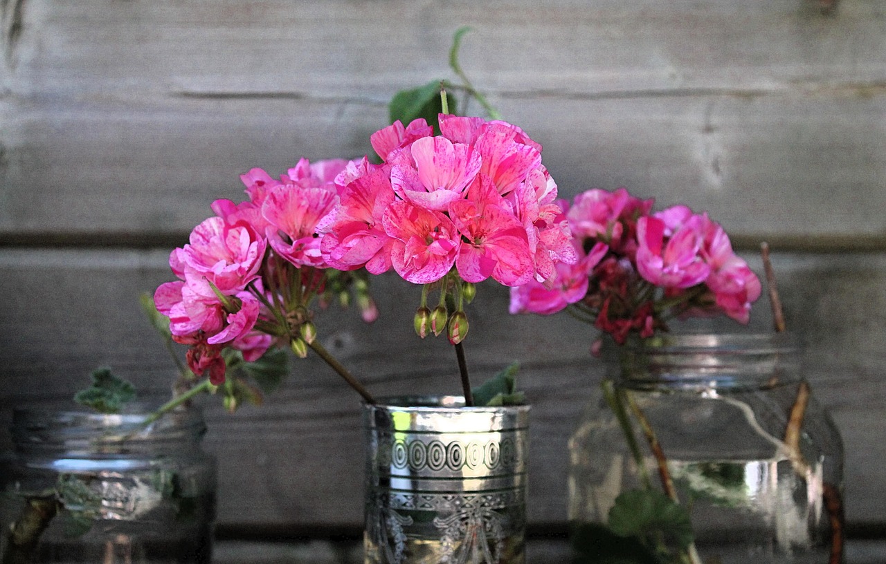 Talea di geranio su un tavolo, pronta per essere piantata e attecchire con successo.